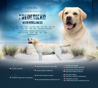 Labradorský Retriever ke krytí