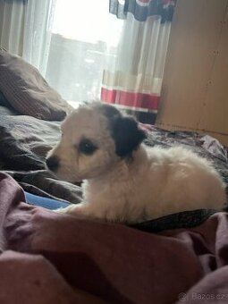 Prodám štěně Jack russel teriér