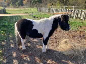 Prodám pony kobylku - 1
