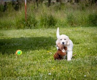 Golden retriever Zlaty retriever šteniatka s pp