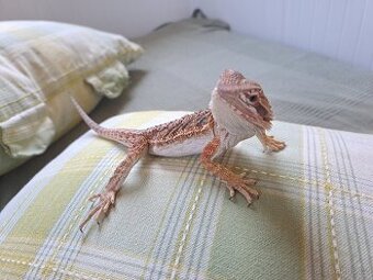 Agama vousata
