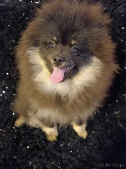 Pomeranian/Zwergspitz s PP
