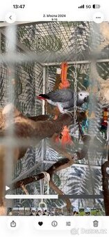 🦜 Prodám pár papoušků žako (samec a samice)