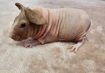 Skinny morče samička s PP