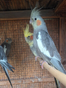 Prodám letošní mladé korely chocholaté