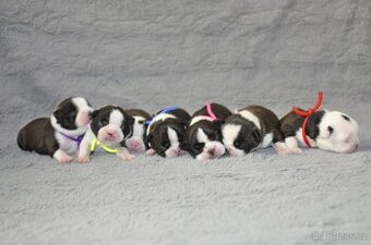 Bostonský teriér s PP