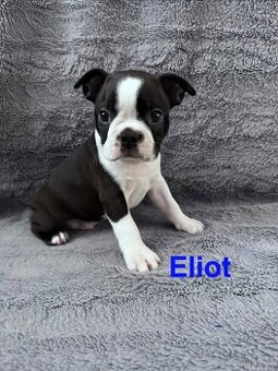 Bostonský teriér s PP