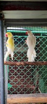 Alexandr malý, velký