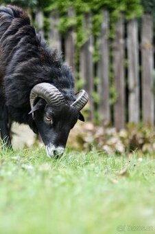 Kamerunský beránek