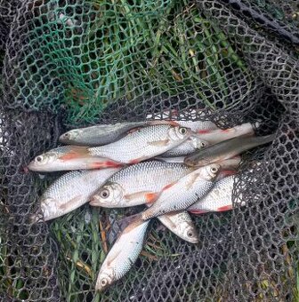 Nástražní rybičky, nástražní rybky.