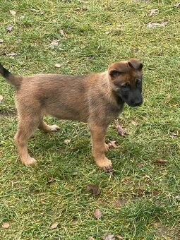 ŠTĚŇATA – Německý ovčák × Belgický ovčák (Malinois)