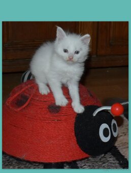 Mainská mývalí koťata s PP - kocourek Ernie