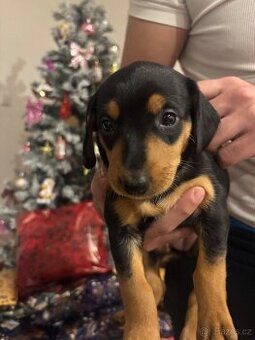 Jezevčík krátkosrstý x Jorkšírský teriér