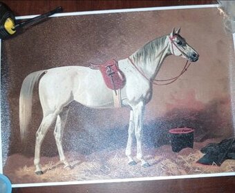 Kůň k zarámování