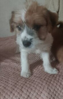 Prodám poslední 2 měsíční štěňátko z vrhu