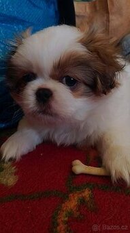 Pekinéz štěňátka