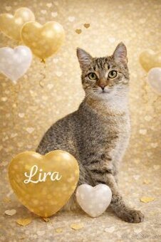 LIRA - koťátko, kočička cca 5 měsíců