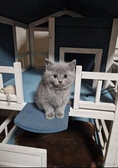 Britská modrá koťátka