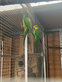 Papoušek nádherný chovný pár