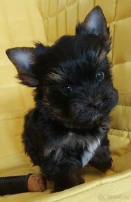 Yorkshire terrier (biewer carrier) - 1