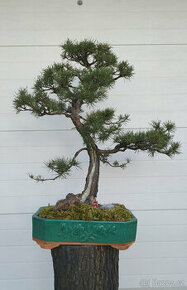 36 let bonsaj - Borovice lesní (Pinus silvestris)