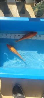 Prodam KOI