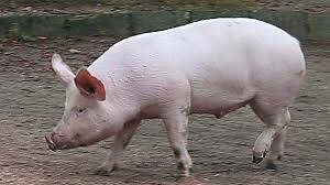 Prodám prase