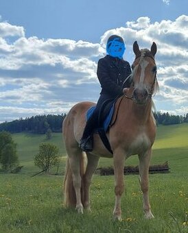 Krásný valach hafling 3 roky