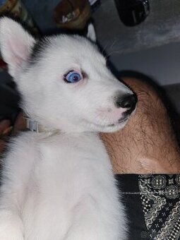 Hasky - 1