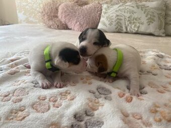 Štěnata Jack Russel Teriér