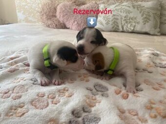 Štěnata Jack Russel Teriér