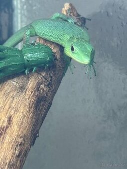 Gastropholis prasina 1.1 - 1