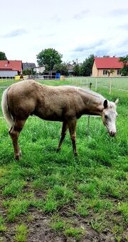 Prodám hřebce plemene Paint Horse