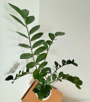 Zamioculcas, výška rostliny 110 cm - 1