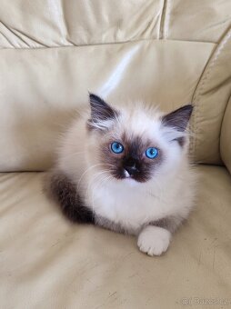 Ragdoll kočička s necuchavou srstí