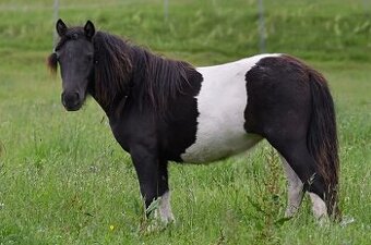 Shetlandský pony roční klisna