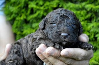 Španělský vodní pes - Perro De Agua Español - s PP