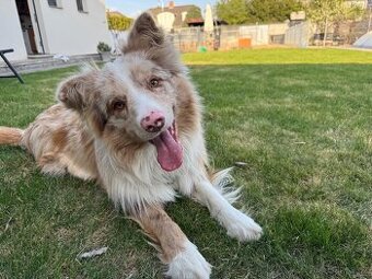 Pes red merle s PP