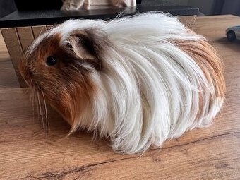 Dlouhosrste morce/morcatko sheltie - samicka