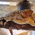 Agama Vousatá