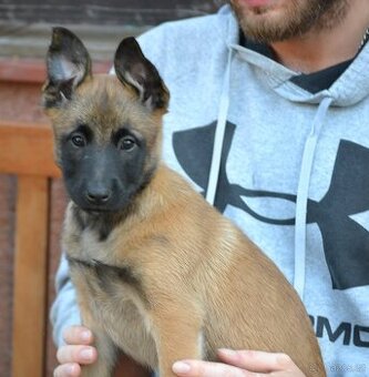 Belgický ovčák malinois s PP
