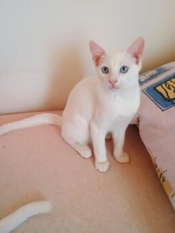 Koťátka Khao Manee