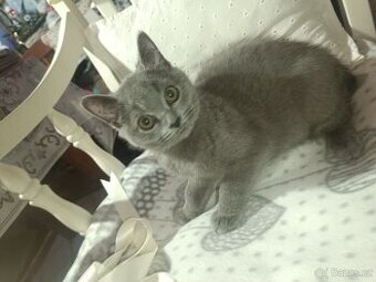 Britská modrá koťata bez PP