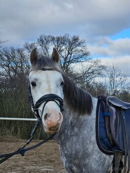 Mladý Pony Welsh 148cm