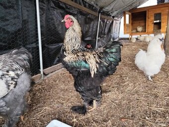 Brahmánka - kohouti