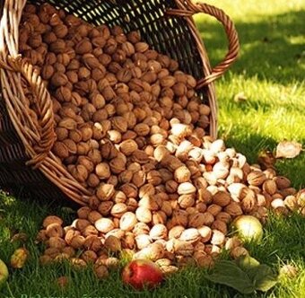 Vlašské ořechy 2025