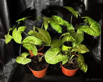 SLEVA 20%⤵️ Syngonium White butterfly , šípová rostlina