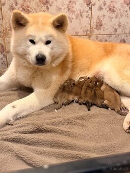Červená štěňátka Akita Inu s PP