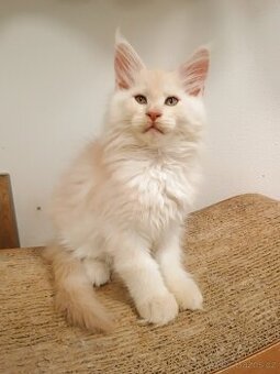 Mainská mývalí s PP - 1