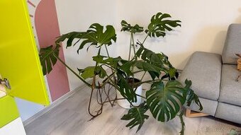 Monstera